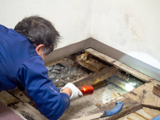 Best Crawl Space Mold Removal  in Page, AZ