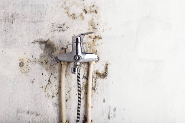 Best Mold Remediation  in Page, AZ