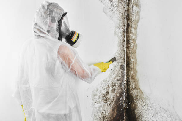 Best Commercial Mold Removal  in Page, AZ