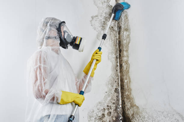 Best Affordable Mold Removal  in Page, AZ