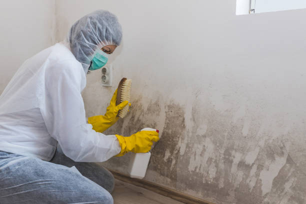 Best Mold Testing  in Page, AZ