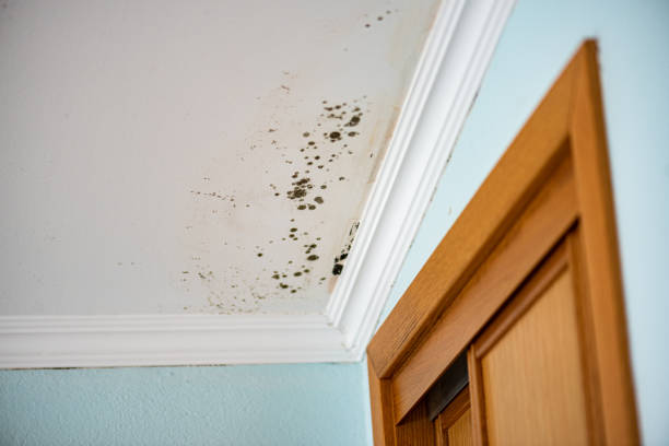 Best Toxic Mold Removal  in Page, AZ
