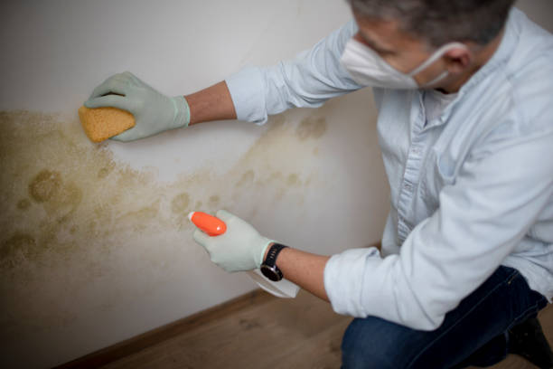 Best Best Mold Removal Companies  in Page, AZ