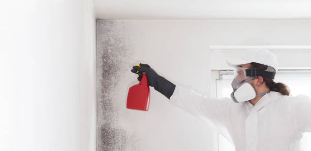 Best Mold Remediation Services  in Page, AZ