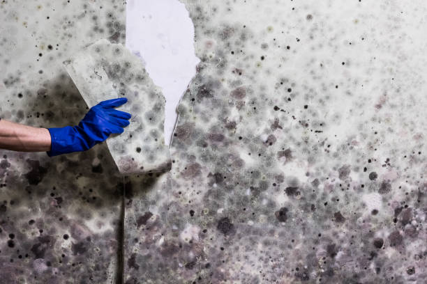 Best Mold Removal Process  in Page, AZ