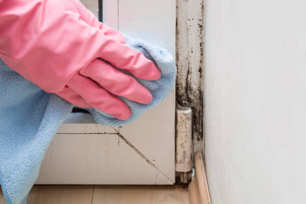 Mold Removal Process in Page, AZ